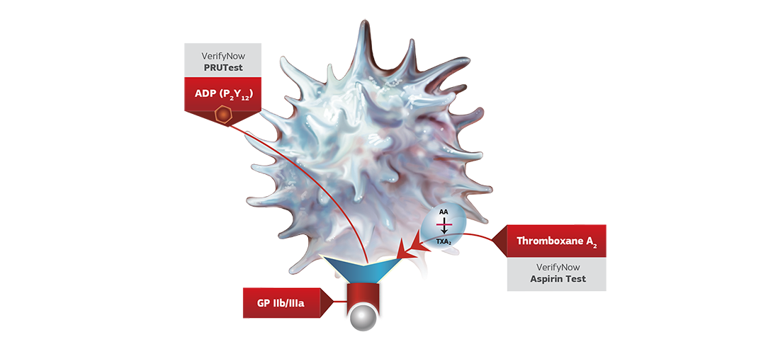 VN Diagram Image (activated platelet)